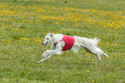 Borzoi dog in red shirt running and chasing lure in the field on coursing competition