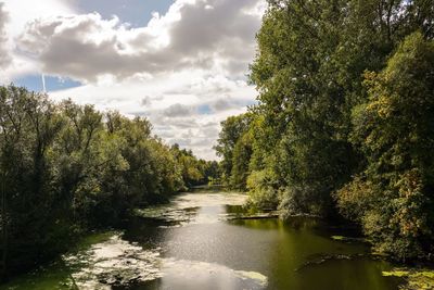 Scenic view of river amidst trees in forest against sky