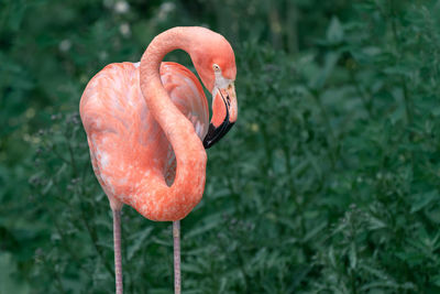 Close-up of flamingo