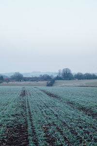 Scenic view of agricultural field against clear sky