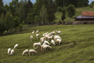 Sheep grazing in a field