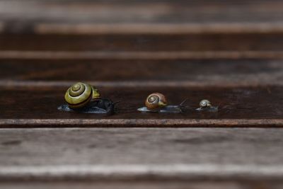 Close-up of snail on table