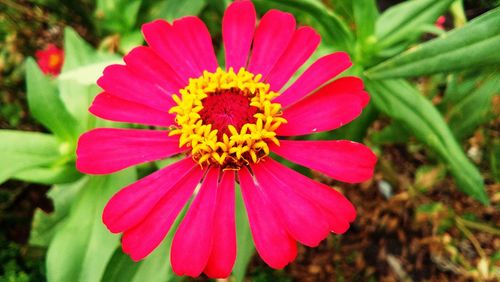 Close-up of pink flower