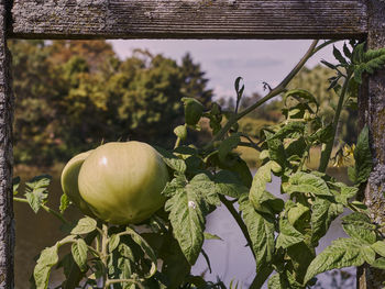 Close-up of fruit growing on tree