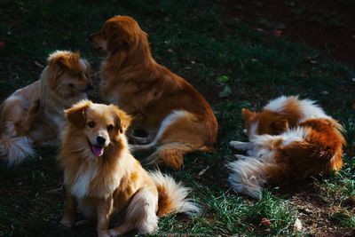 Dogs on grass