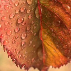 Close-up of wet maple leaf during autumn