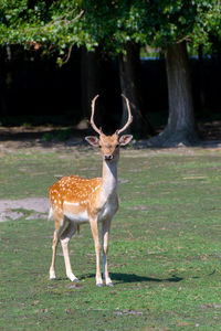 Red deer or european deer. a herd of deer and roe deer by the lake - image