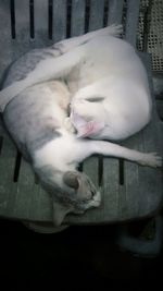 Cat sleeping on white surface