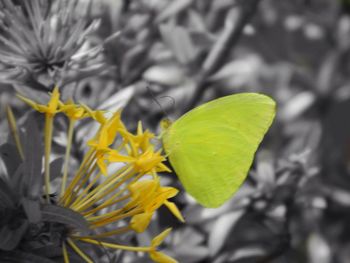 Close-up of yellow plant