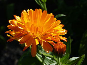 Close-up of orange flower