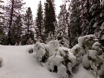 Snow covered trees