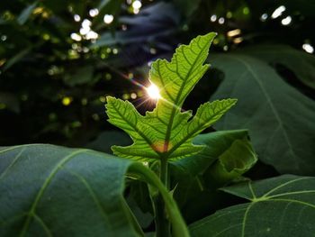 Close-up of green leaves on plant