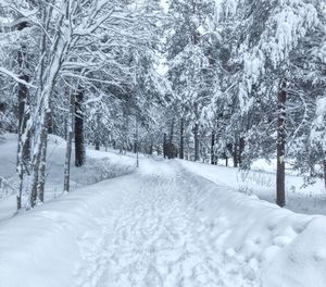 Trees on snow covered field