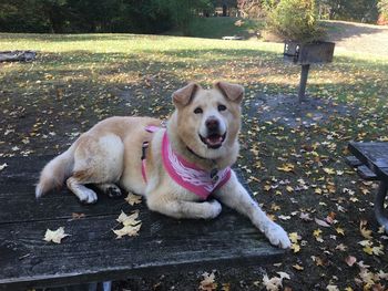 Portrait of dog relaxing on bench at park during autumn