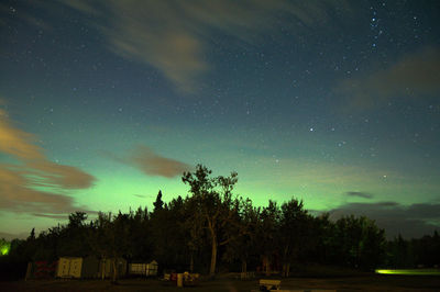 Trees against sky at night