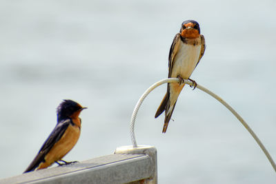 Close-up of birds perching on railing against blurred background