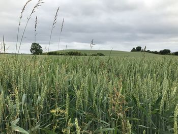 Scenic view of wheat field against sky