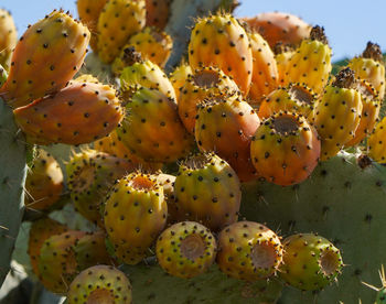 Close-up of prickly pear cactus