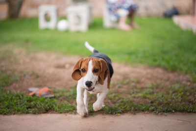 Portrait of a dog