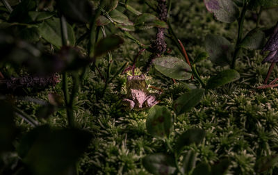 High angle view of frog on plants