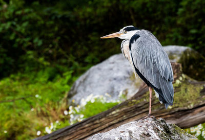 High angle view of gray heron perching on tree