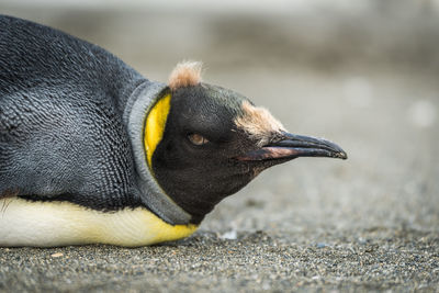Close-up of king penguin prone on beach