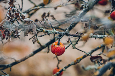 Close-up of berries growing on tree