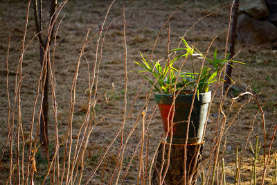 Close-up of plants