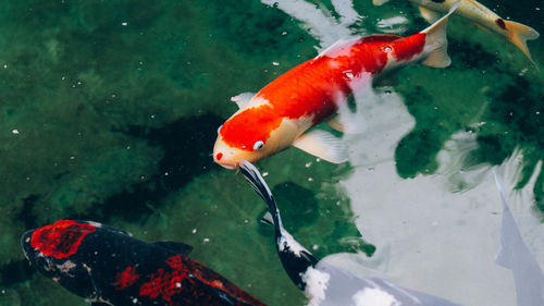 Fish swimming in sea