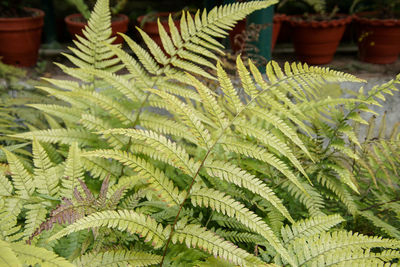 High angle view of potted plants