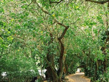 Trees growing in park