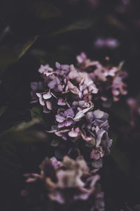 Close-up of purple flowering plant