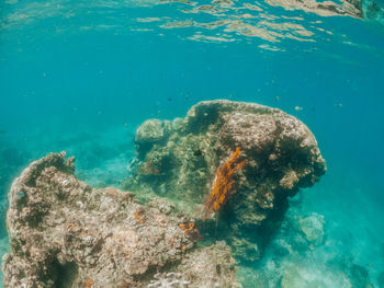 View of turtle swimming in sea