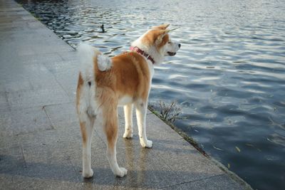 Dogs walking on footpath