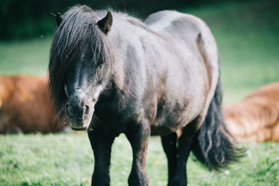 Side view of black horse standing on field