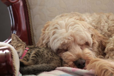 Close-up of dog sleeping at home