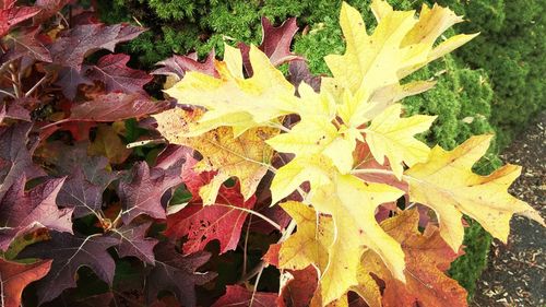 Close-up of maple leaves