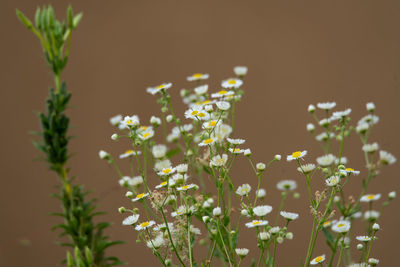 Close-up of flowering plant