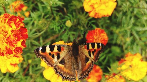 Close-up of butterfly on yellow flower