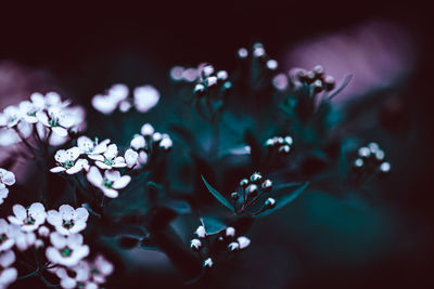 Close-up of flowering plant