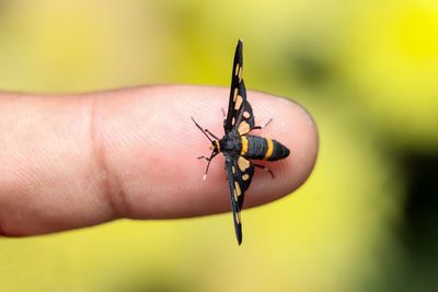 Close-up of an insect on hand