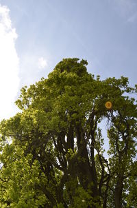 Low angle view of tree against sky