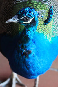 Close-up of peacock