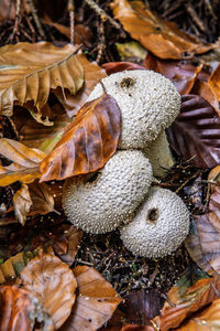 High angle view of mushrooms growing on field