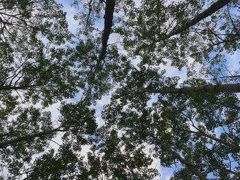 Low angle view of trees in forest