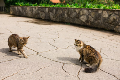 cat