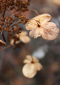 Close-up of flowers