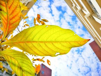 Low angle view of maple leaf against sky