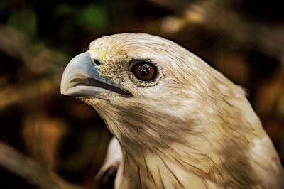 Brahminy kite