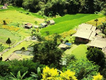 High angle view of trees on landscape